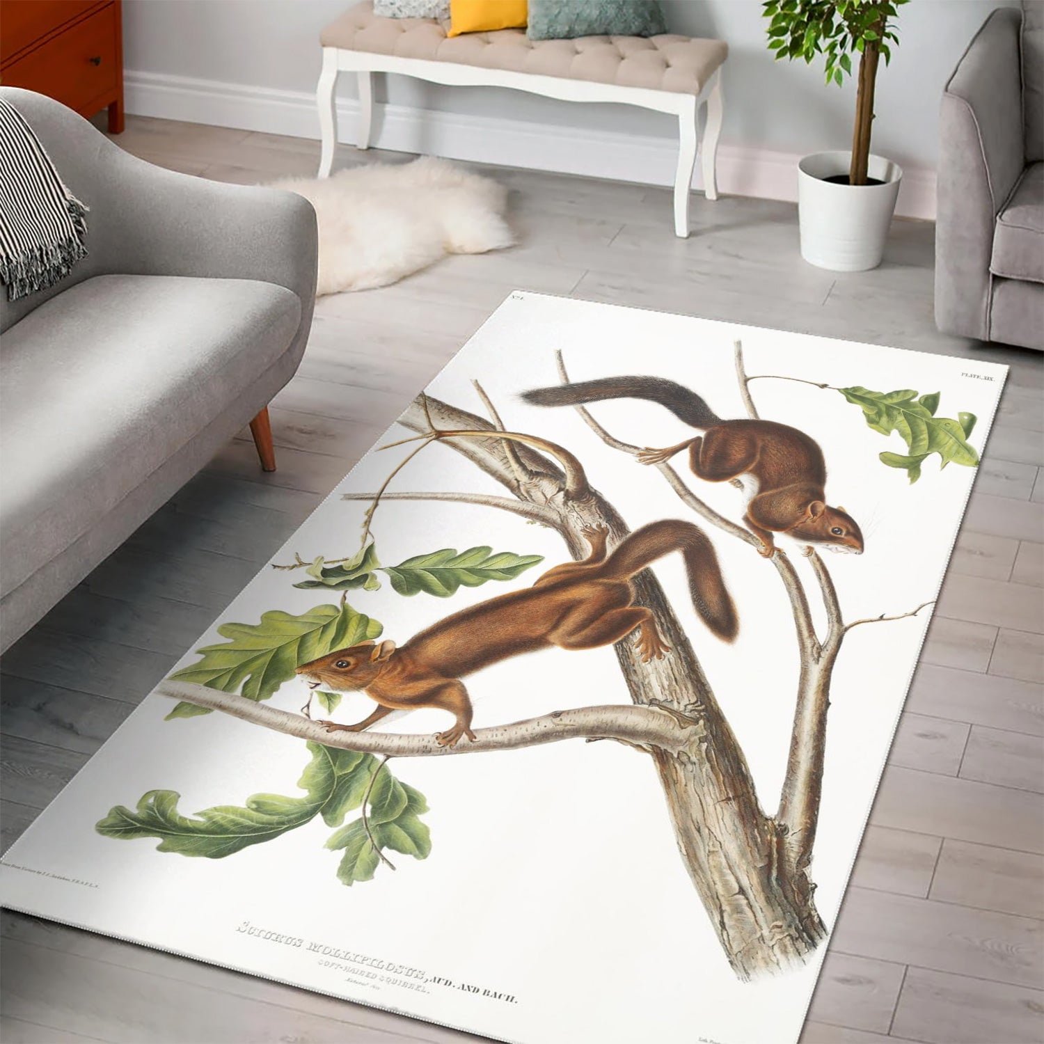 Softhaired Squirrel Sciuru Area Rug For Christmas Living room and Bedroom Rug US Gift Decor